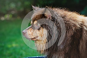 Portrait of a wet Finnish Lapphund dog in summer