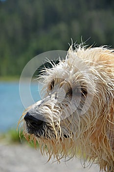 Portrait of the wet Labradoodle poppy