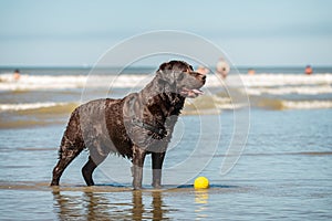 Portrait of wet labrador retriever dog at the beach, with copy space