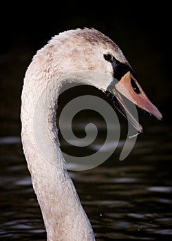 Portrait Of Wet Large Cygnet On Dark Water