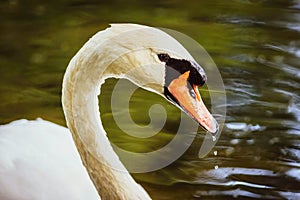 Portrait of a wet white mute swan