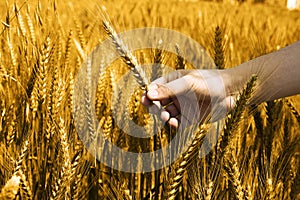 Portrait of wheat fields for baisakhi