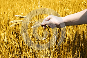 Portrait of wheat fields holding on hand for baisakhi festival in punjabi culture