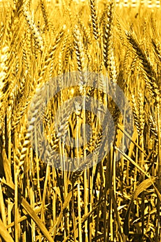 Portrait  of wheat fields for punjabi culture