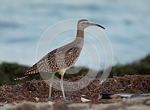 A portrait of a Whimbrel in the morning hours at Busaiteen coast, Bahrain