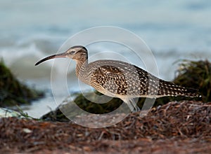 Portrait of a Whimbrel in the morning hours at Busaiteen coast, Bahrain