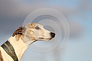 Portrait of a whippet in evening sunlight.