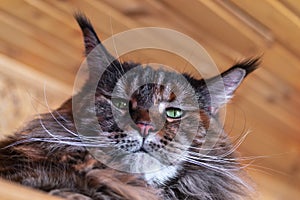 Portrait the whiskered green-eyed Maine Coon cat. Close-up fluffy big cat with long tassels on the ears