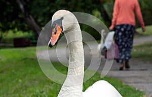 portrait of a white adult swan close-up, a look at the camera, watching, in the background a woman`s back walking