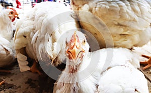 Portrait of white albino broiler chicken in cage in butcher shop