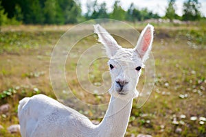 Portrait of a white alpaca