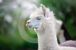 Portrait of a white Alpaca