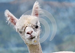 Portrait of white alpaca photo