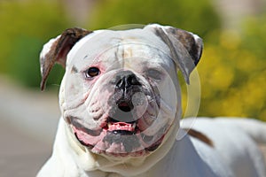 Portrait of a white American Bulldog