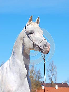 Portrait of the white arabian horse