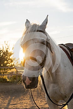 portrait of white arabian horse