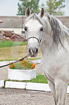 Portrait of white arabian horse
