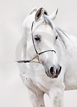 Portrait of white arabian horse at grey background