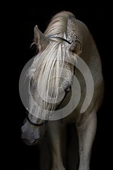 Portrait of white Arabian stallion.