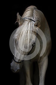 Portrait of white Arabian stallion. photo