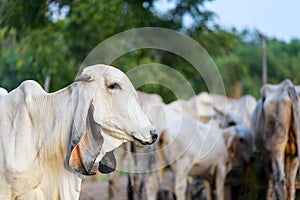 Portrait of white asian cow on cow herd background