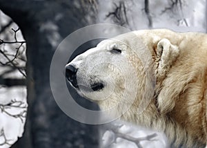 Portrait of a white bear on a forest background, cloudy. Polar bear`s head close to the profile