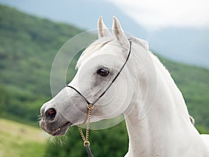 portrait of white beautiful arabian stallion against mountain background. close up