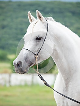 portrait of white beautiful arabian stallion against mountain background. close up