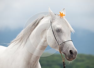 portrait of white beautiful arabian stallion with orange lily flower posing against cloudy mountain. close up