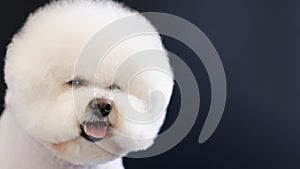 Portrait of a white bichon frise dog on a black background