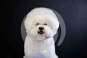 Portrait of a white bichon frise dog on a black background