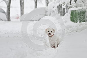Portrait Of A White Bichon Maltese In Winter