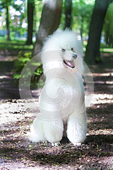 Portrait of White Big Royal Poodle
