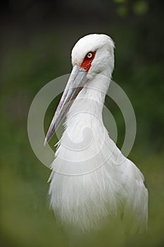 Portrait white bird, Maguari Stork, Ciconia maguari