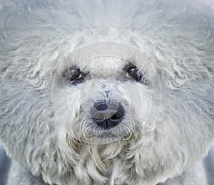 Portrait of white Bishon frise dog