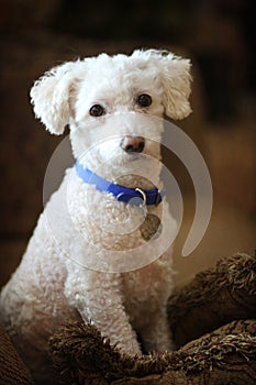 Portrait of a white Bishon/Poodle mix dog.