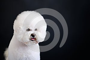 Portrait of white Bishop frise dog on a dark background