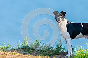 Portrait of white black dog on a blue sky background