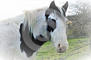 Portrait of a white-black horse