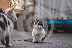 Portrait of a white and black kitten with a bell exploring its surroundings. Cute pet with a youthful, imprudent expression.