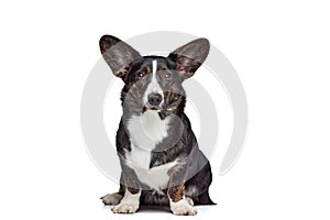 Portrait of white-black Welsh Corgi Cardigan Dog Isolated on White Background. Concept of beauty, fashion, show, animal