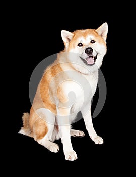Portrait Of White And Brown Akita Over Black Background