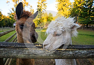 Portrait of a white and a brown Alpaca on a farm