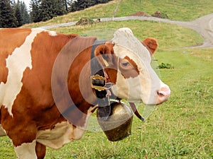 Portrait white brown cow head with large cowbell Austrian Tyrolean Alps photo