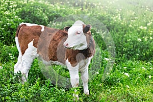 Portrait of white brown cute calf, standing in green meadow.