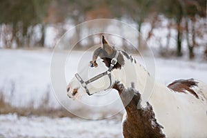 Portrait of white and brown paint horse