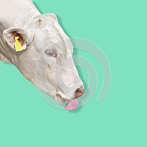 Portrait of White Bull isolated on blue or mint background