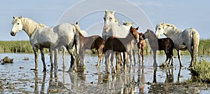 Portrait of the White Camargue Horse with a foal