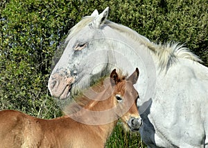 Portrait of the White Camargue Horse with a foal