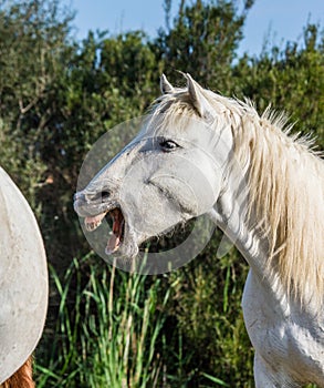 Portrait of the White Camargue Horse. Parc Regional de Camargue. France. Provence.